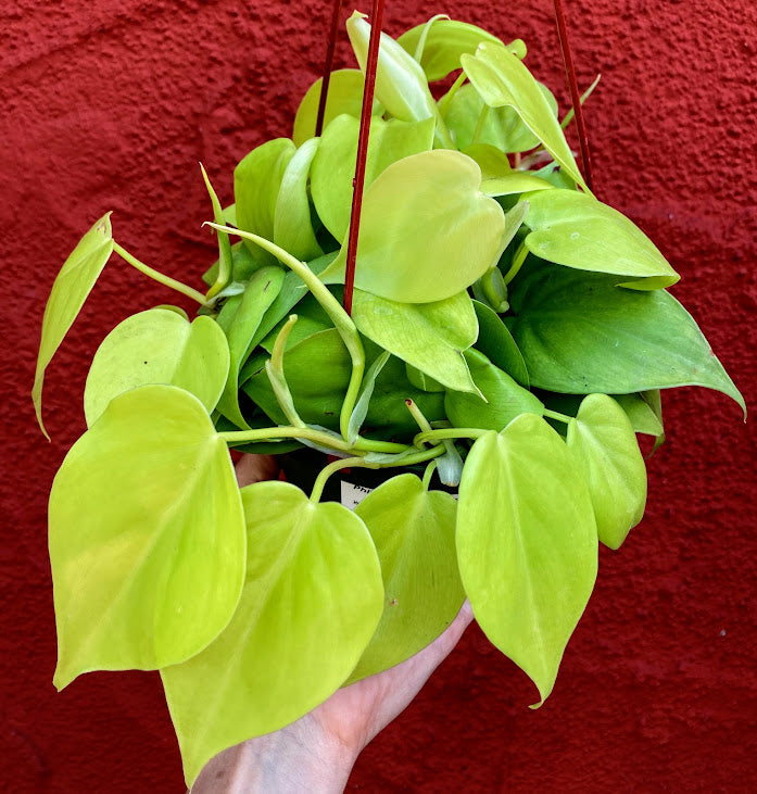 Philodendron cordatum 'Neon' - Heartleaf Philodendron