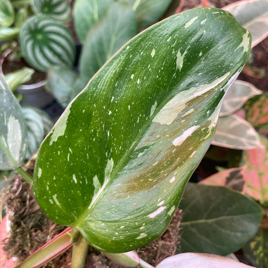 Philodendron 'White Princess'