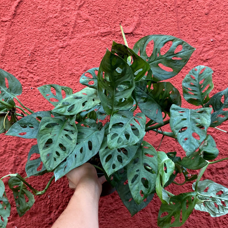 Philodendron adansonii - Swiss Cheese Plant