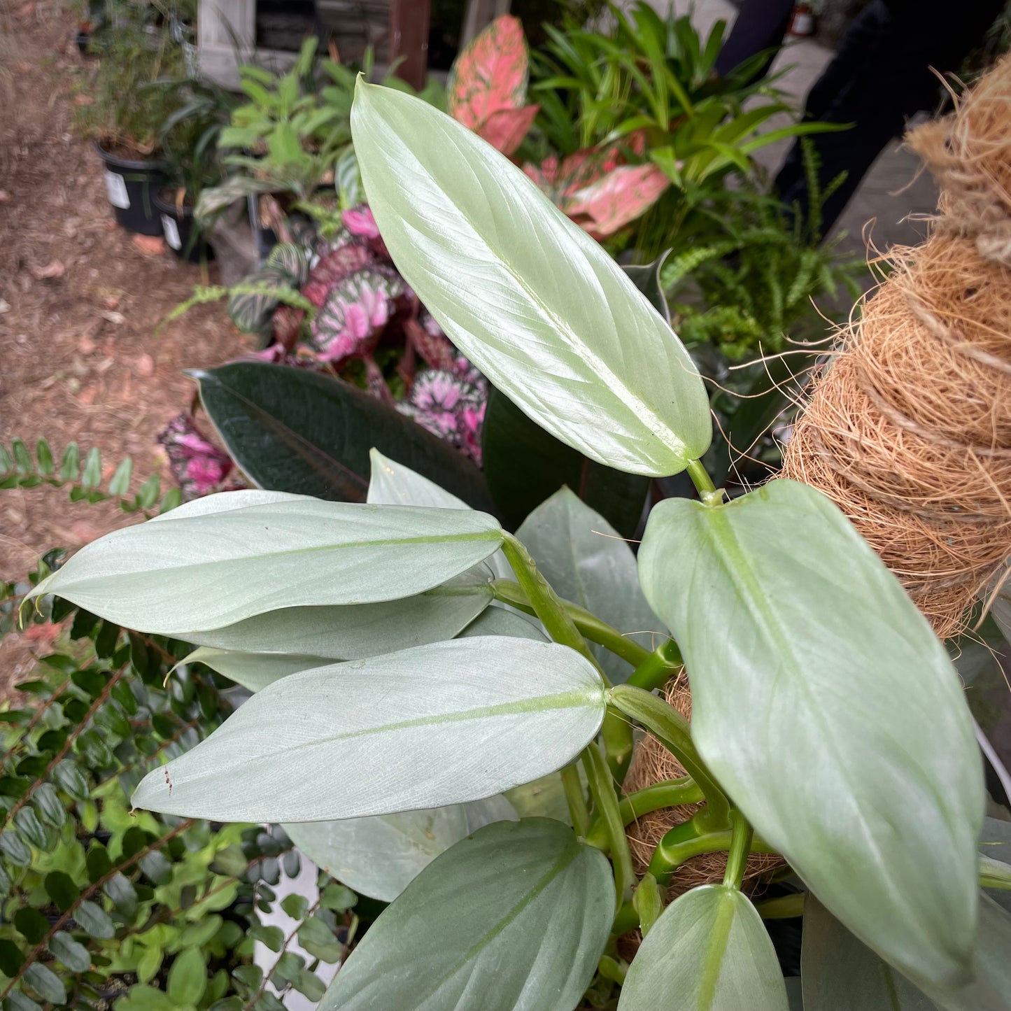 Philodendron hastatum - Silver Sword Philodendron