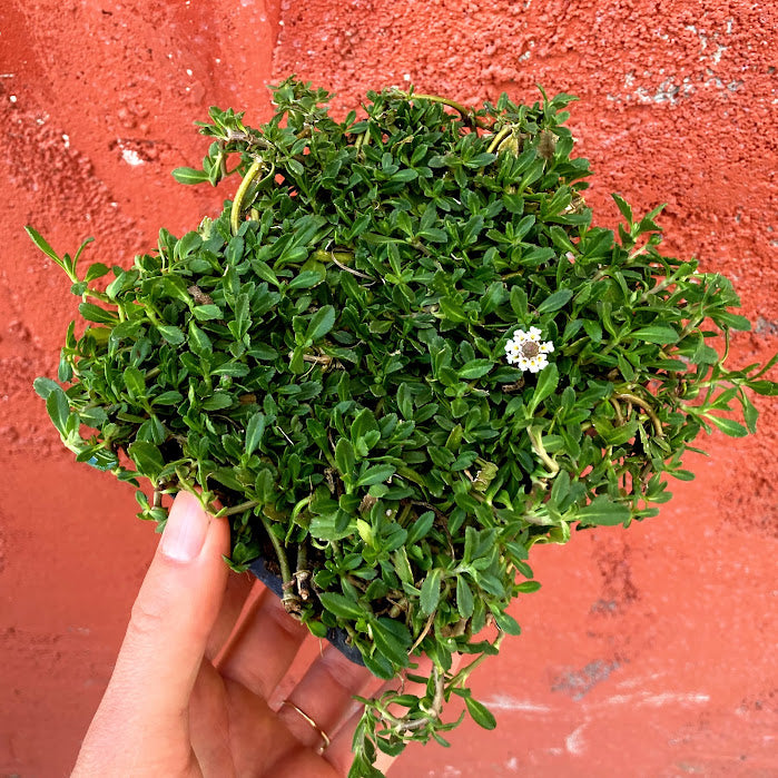 Phyla nodiflora - Turkey Tangle Frog Fruit – Artemisia Nursery