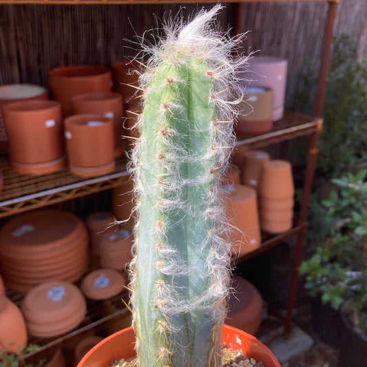 Pilosocereus glaucescens - Wooly Blue Torch Cactus