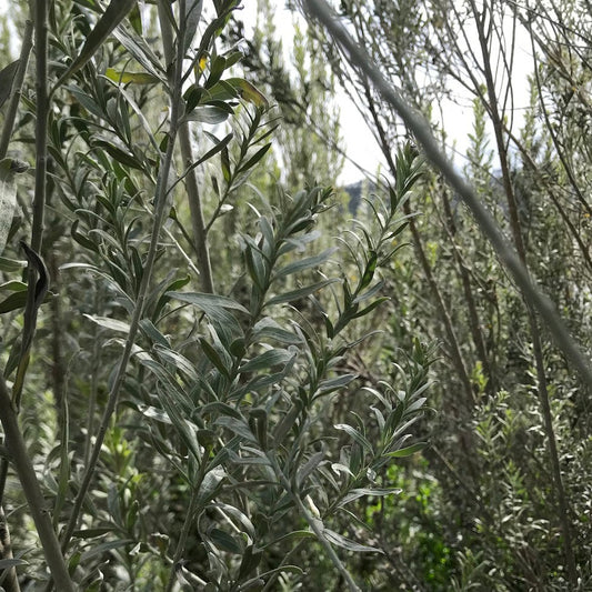 Pluchea sericea - Arrowweed