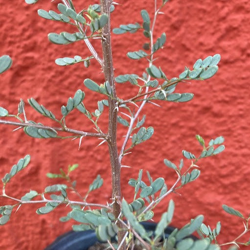 Prosopsis pubescens - Screwbean Mesquite