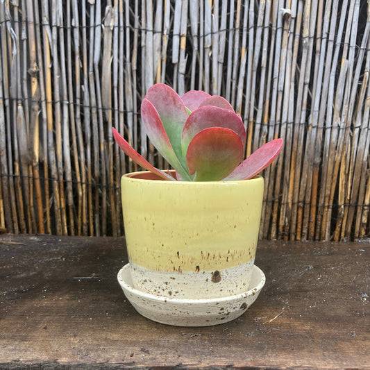 4" Yellow Planter / Rabbit Heart Ceramics