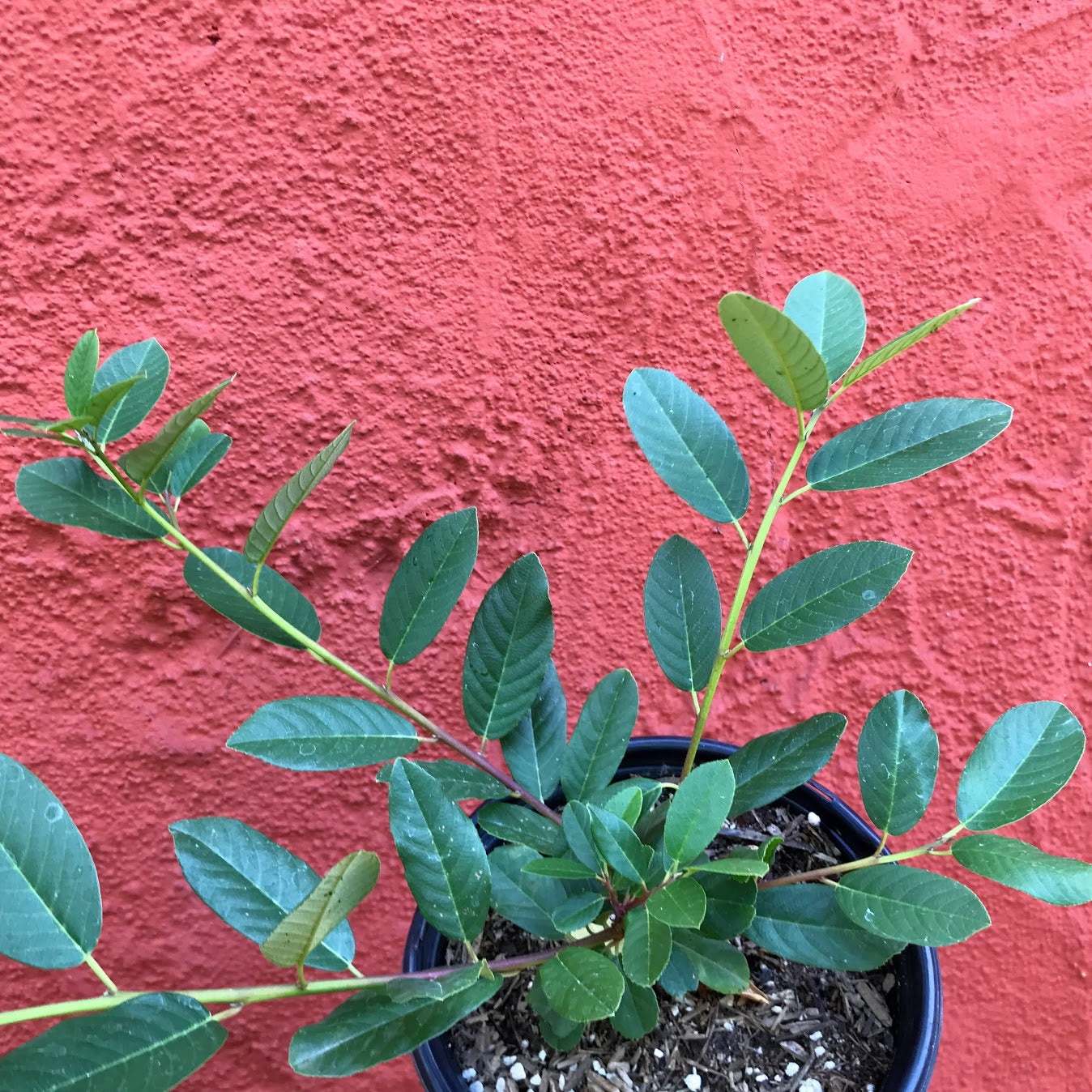 Rhamnus californica 'Eve Case' - Eve Case Coffeeberry