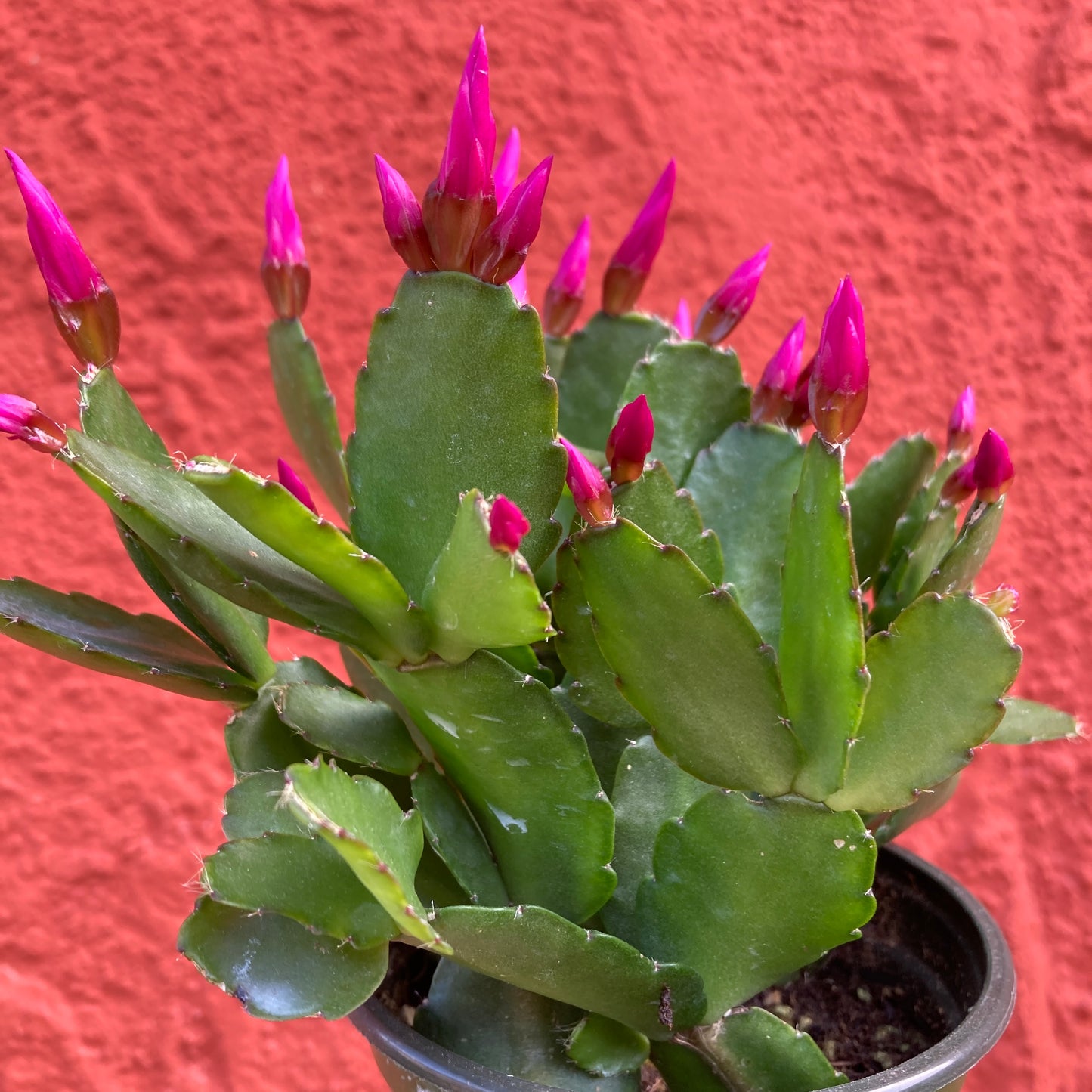 Rhipsalidopsis gaertneri - Easter Cactus