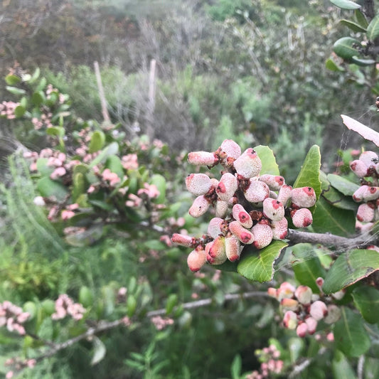 Rhus integrifolia - Lemonade Berry