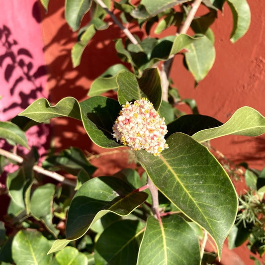 Rhus ovata - Sugar Bush