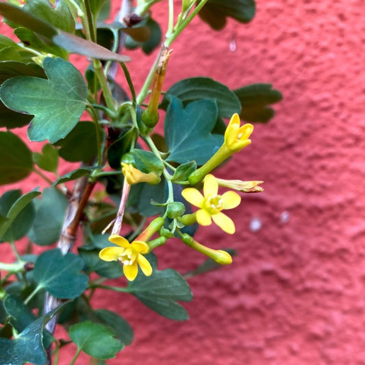 Ribes aureum - Golden Currant
