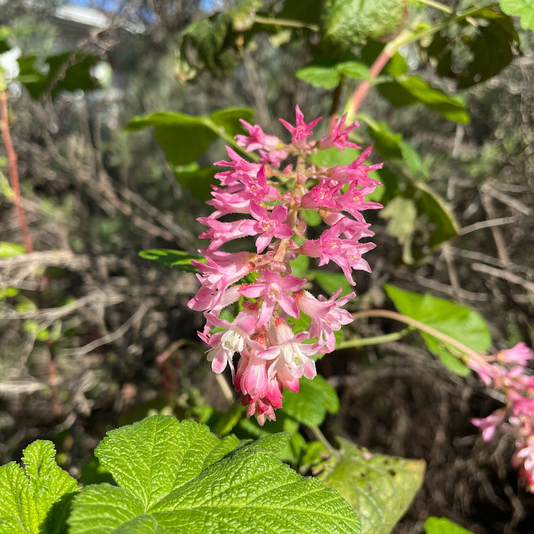 Ribes sanguineum - Red-Flowered Currant