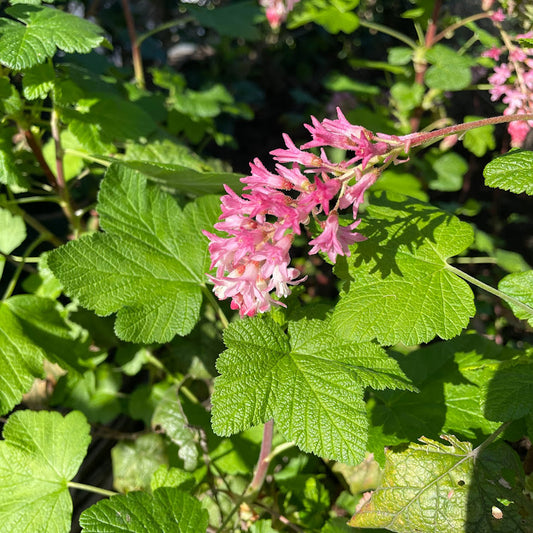 Ribes sanguineum - Red-Flowered Currant