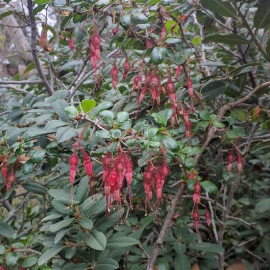Ribes speciosum - Fuchsia-Flowering Gooseberry