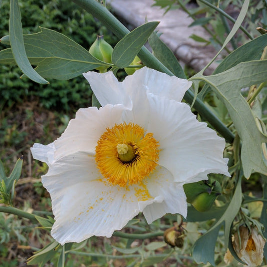 Romneya coulteri - Matilija Poppy, Fried Egg Poppy