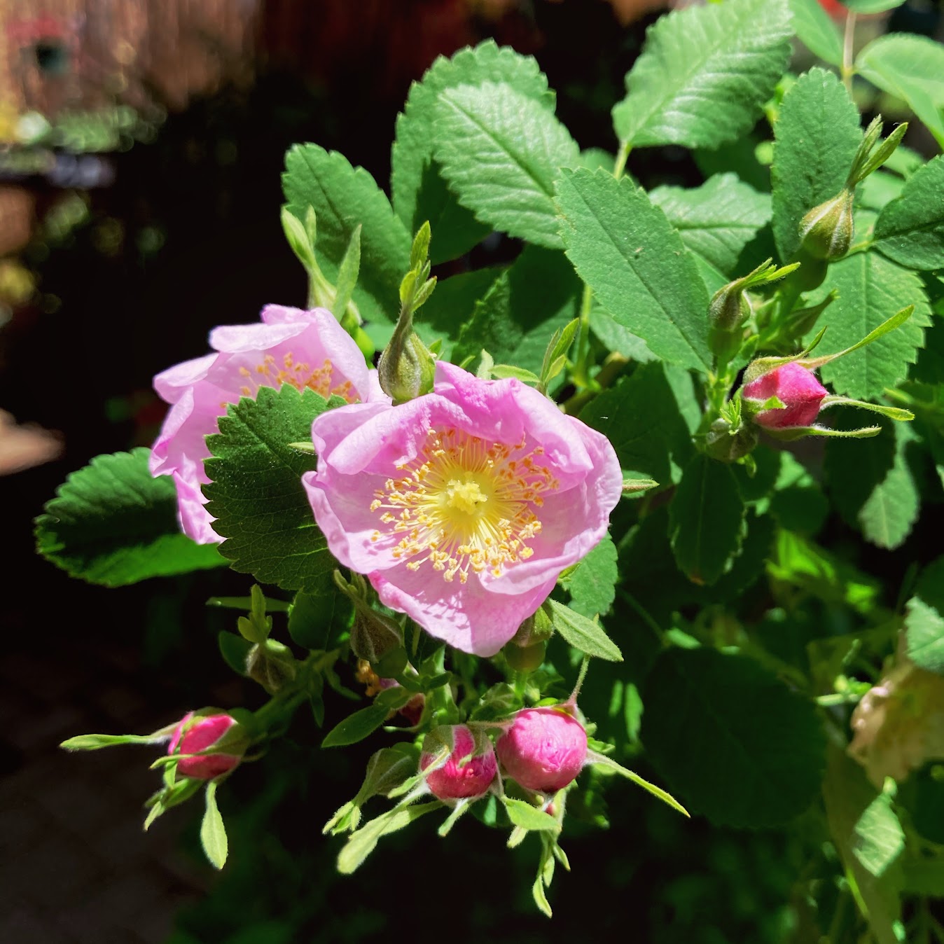 Calafornia Roses Rosa californica - California Wild Rose – Artemisia Nursery