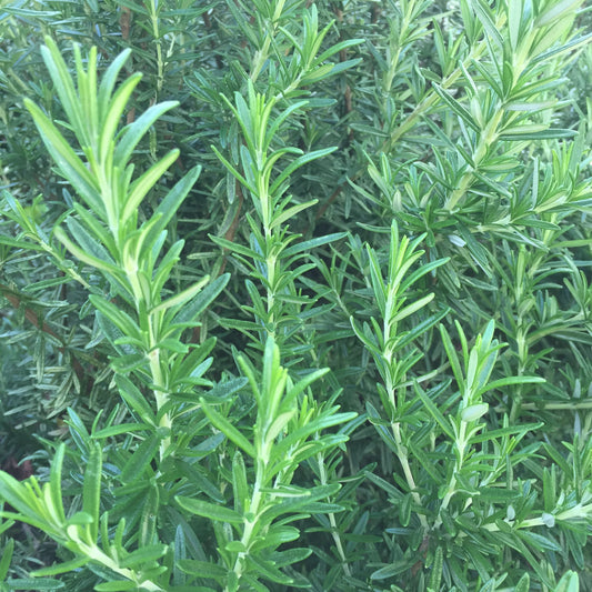 Tuscan Blue Rosemary
