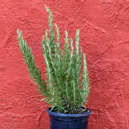 Rosmarinus officinalis ‘Barbecue’ - BBQ Rosemary