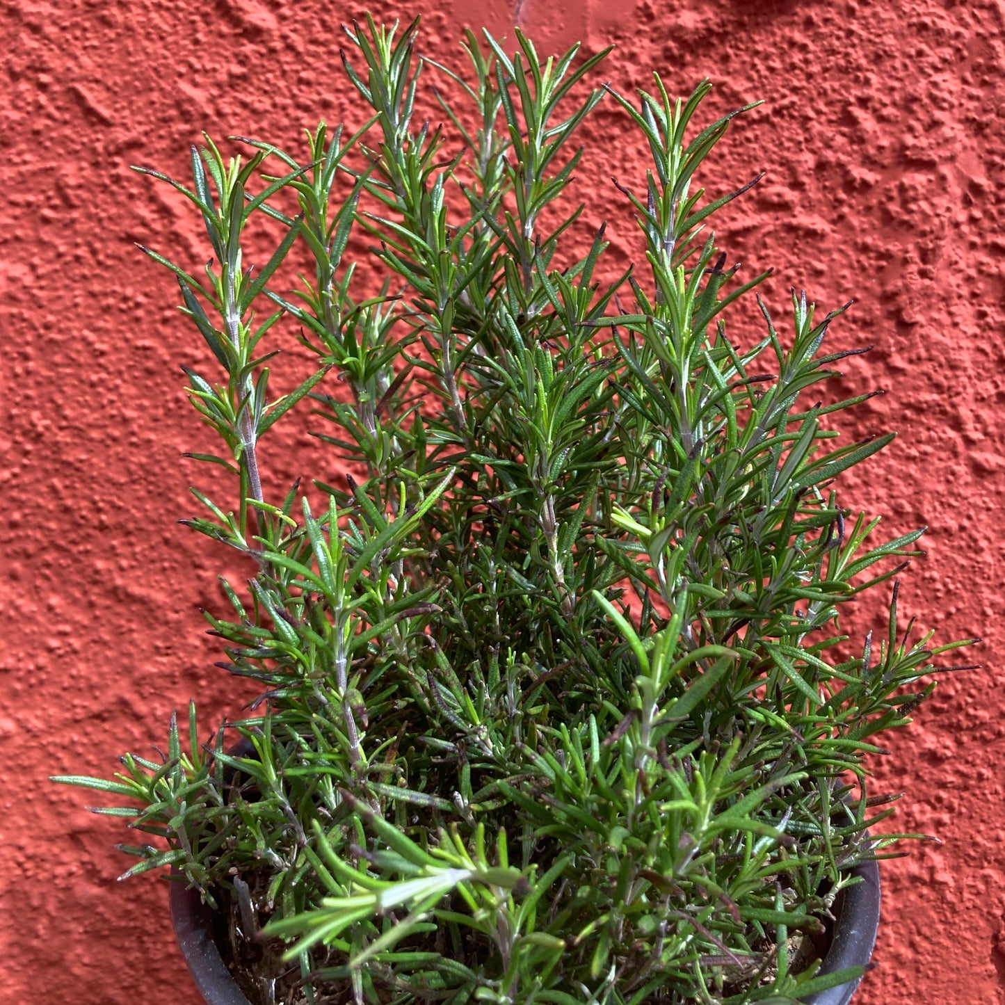 Rosmarinus officinalis 'Tuscan Blue' - Tuscan Blue Rosemary