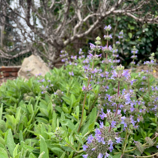 Salvia 'Dara's Choice' - Dara's Choice Sage