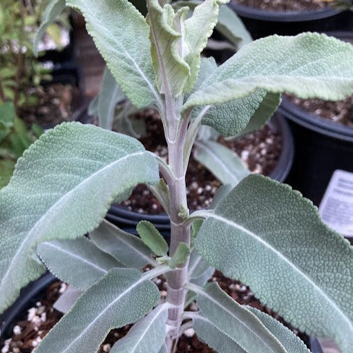 Salvia 'Desperado' - Desperado Sage