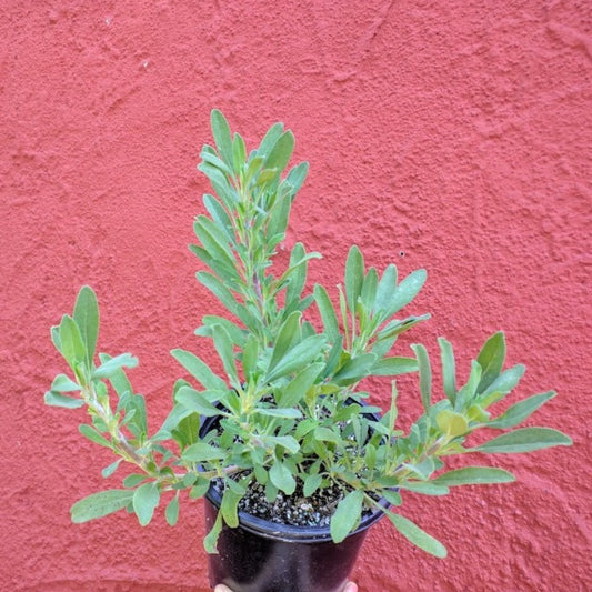 Salvia ‘Mrs. Beard’ - Mrs. Beard Creeping Sage