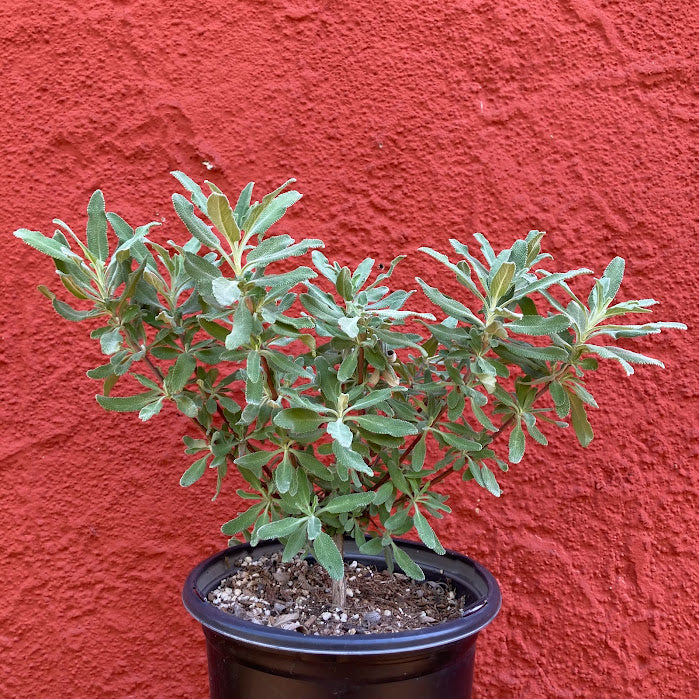 Salvia ‘Pozo Blue’ - Grey Musk Sage