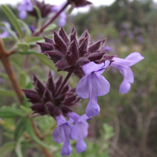 Salvia brandegeei - Santa Rosa Island Sage