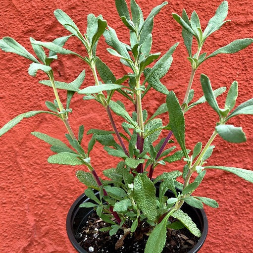 Salvia clevelandii - Cleveland Sage