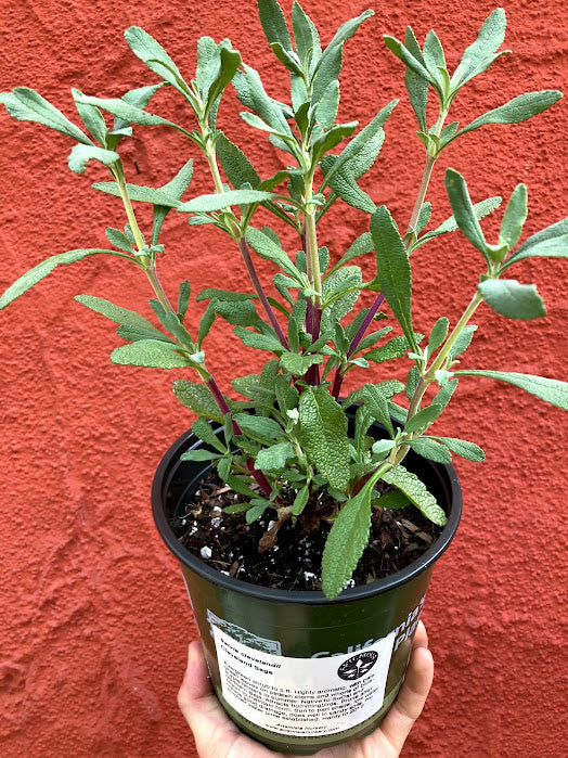 Salvia clevelandii - Cleveland Sage