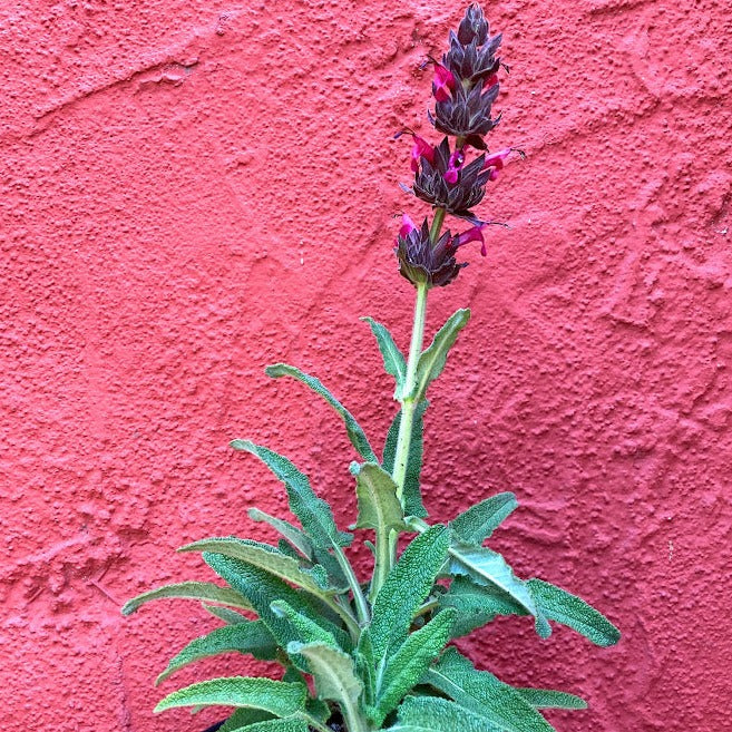 Salvia spathacea - Hummingbird Sage