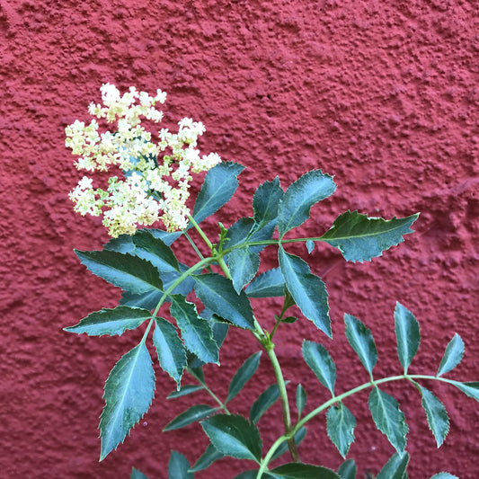 Sambucus nigra ssp. caerulea (syn. Sambucus mexicana) - Blue Elderberry