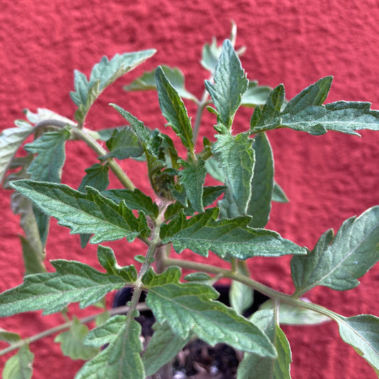 Tomato 'San Marzano'