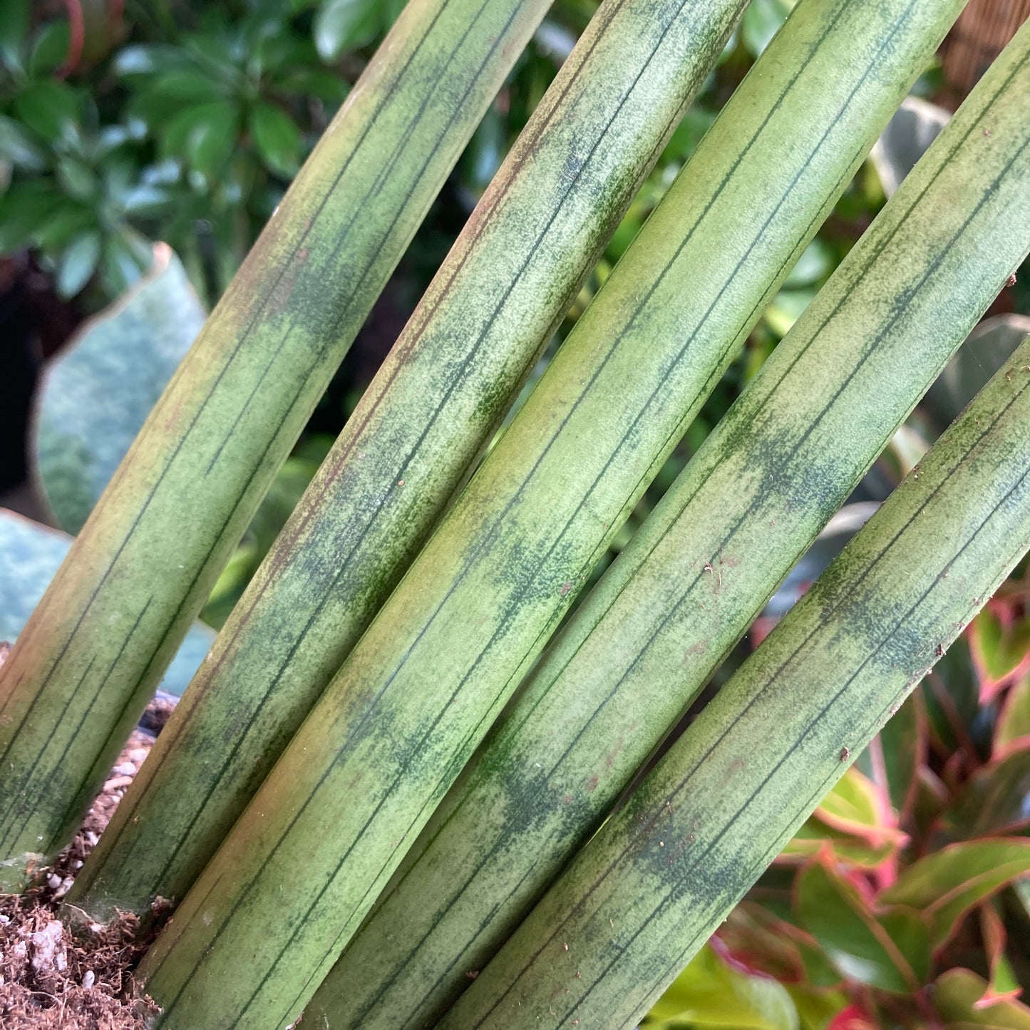 Sansevieria cylindrica 'Fingers'