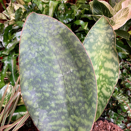 Sansevieria masoniana - Shark Fin