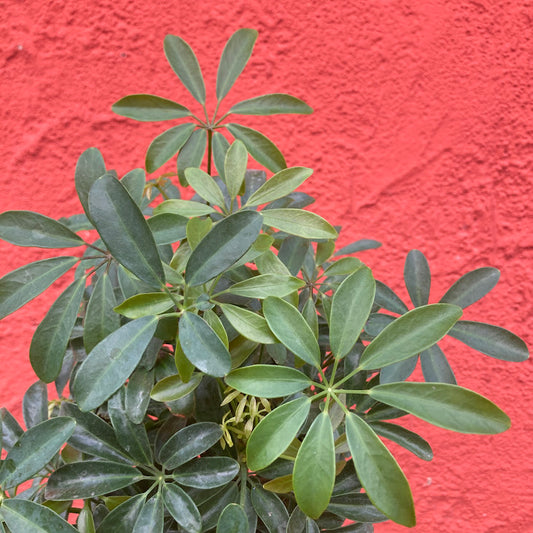Schefflera arboricola - Dwarf Umbrella Tree