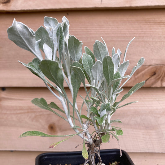Senecio palmeri 'Silver and Gold' - Guadalupe Island Senecio