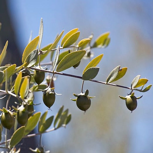 Simmondsia chinensis - Jojoba