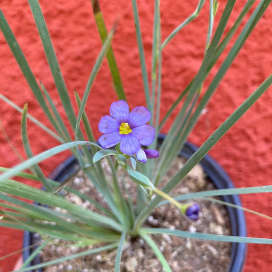 Sisyrinchium bellum - Blue Eyed Grass