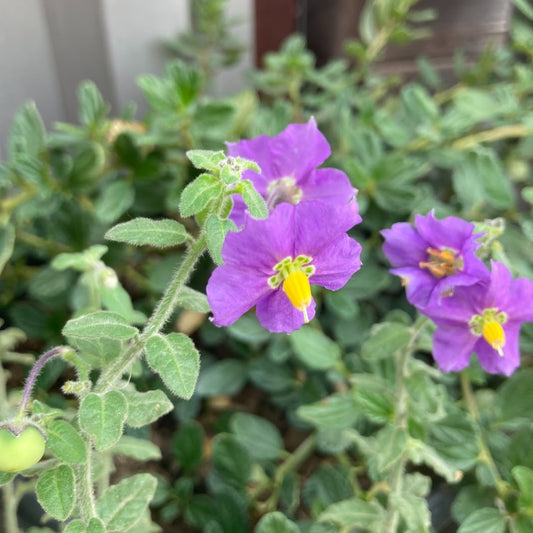 Solanum xanti ‘Mountain Pride’ - Mountain Pride Blue Witch