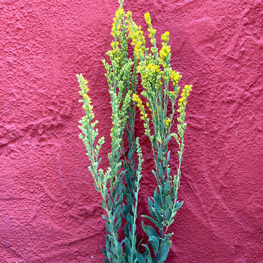 Solidago californica - California Goldenrod