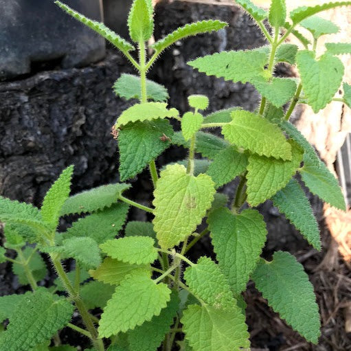 Stachys bullata - Wood Mint, California Hedge Nettle
