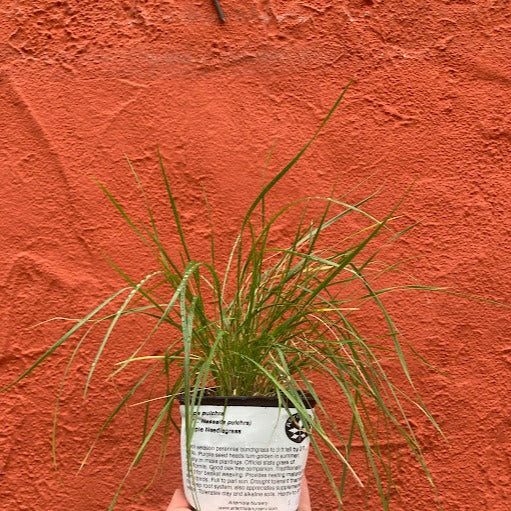 Stipa pulchra (syn. Nassella pulchra) - Purple Needlegrass