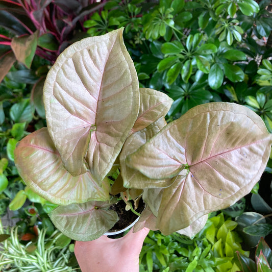 Syngonium ‘Strawberry Cream’ - Arrowhead Plant