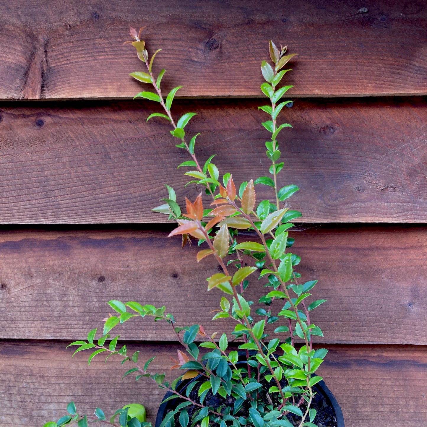 Vaccinium ovatum - Evergreen Huckleberry