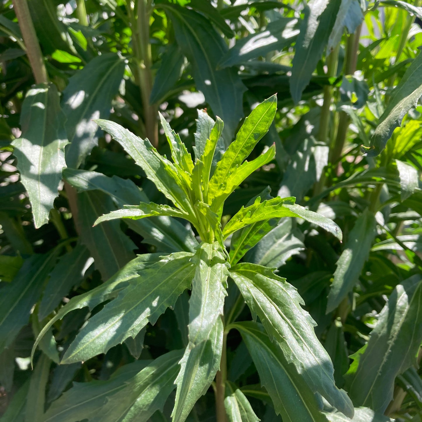 Baccharis salicifolia - Mulefat