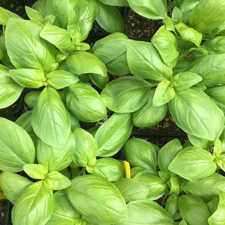 Italian Basil