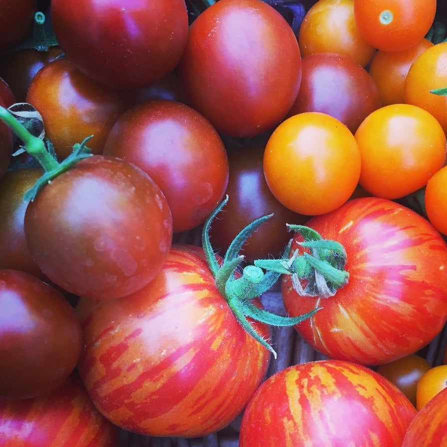 Black Cherry Tomato