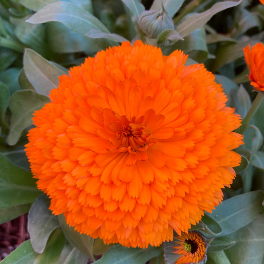 Orange Calendula