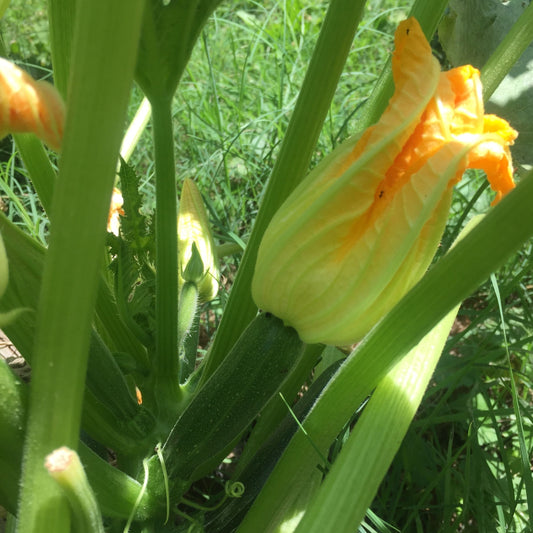 Green Zucchini