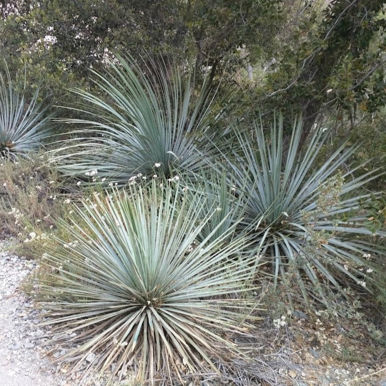 Hesperoyucca whipplei - Chaparral Yucca